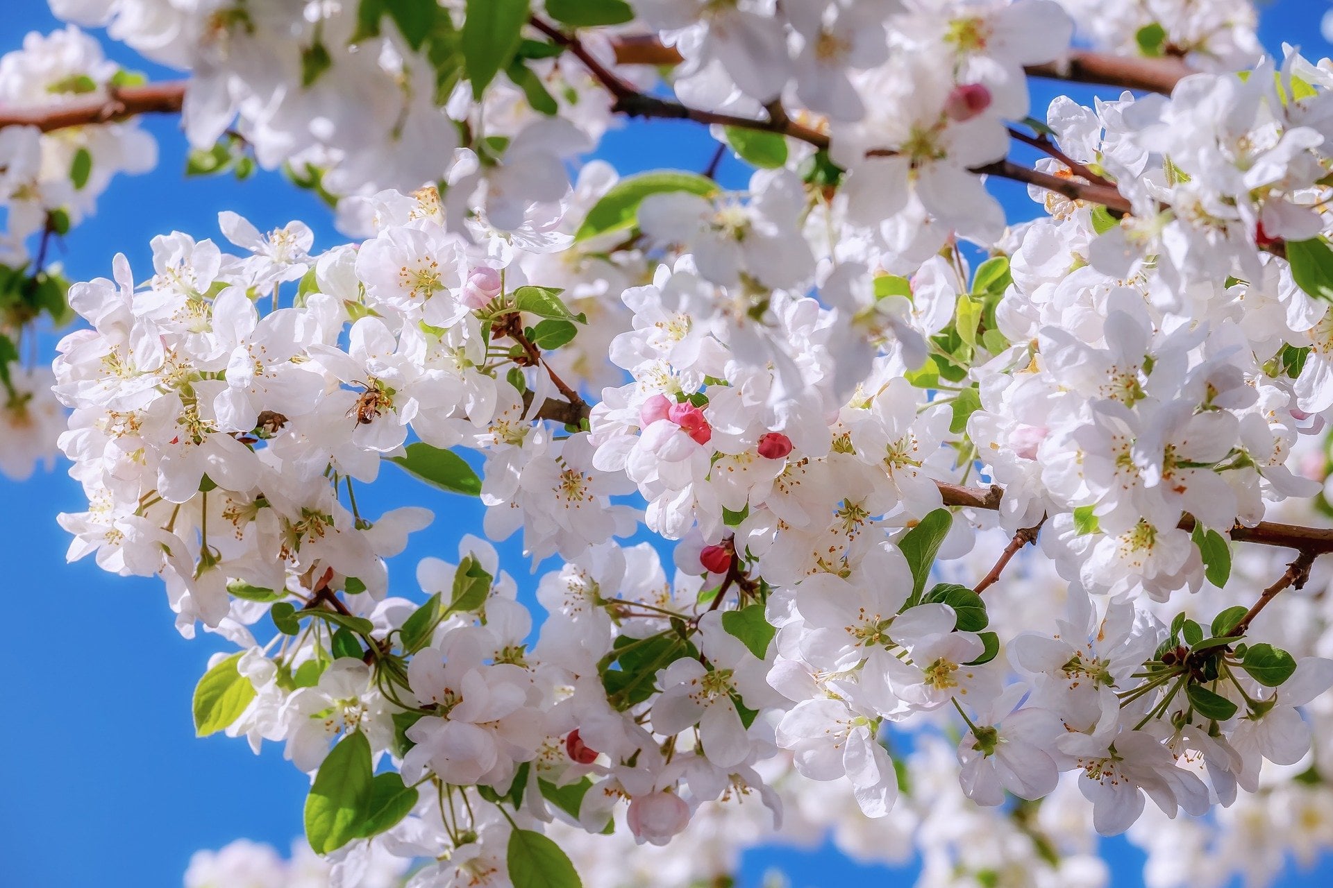 flowering tree in Minnesota