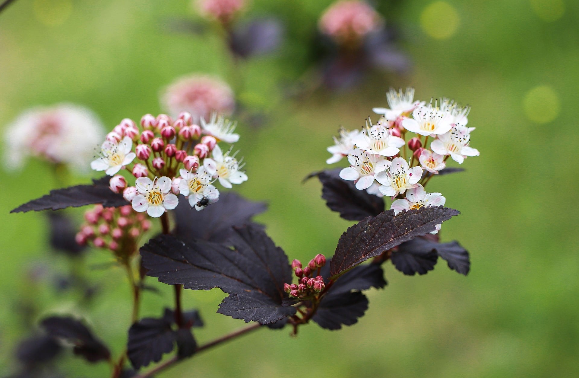 best shrubs to plant in Minnesota
