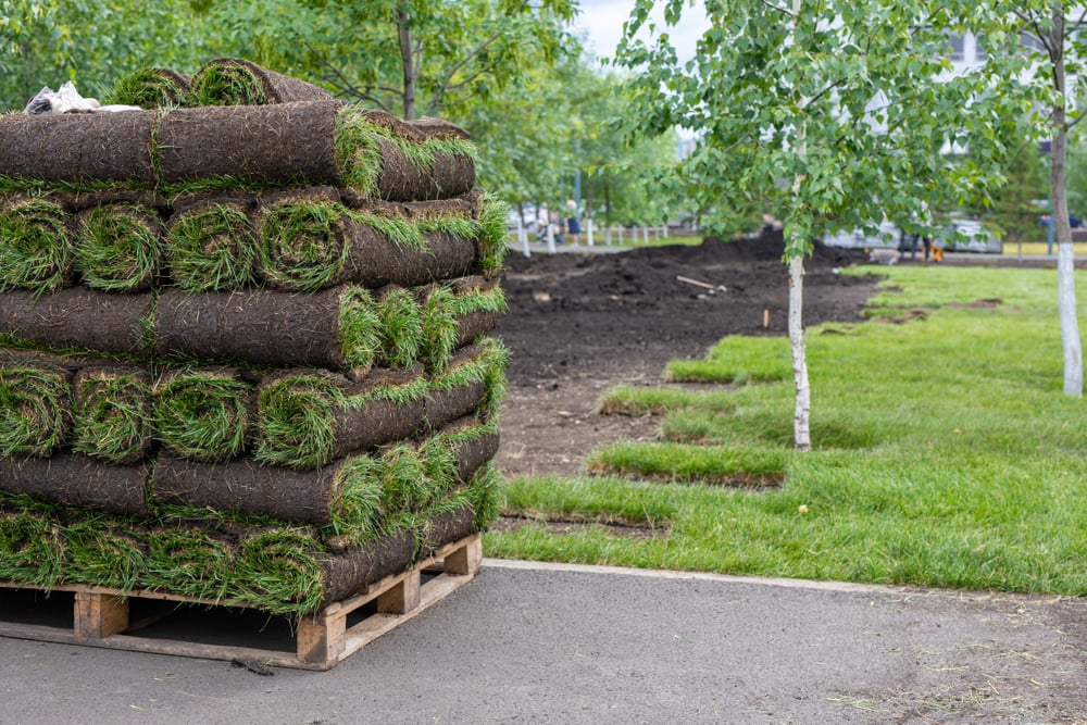 watering schedule for new sod in Minnesota