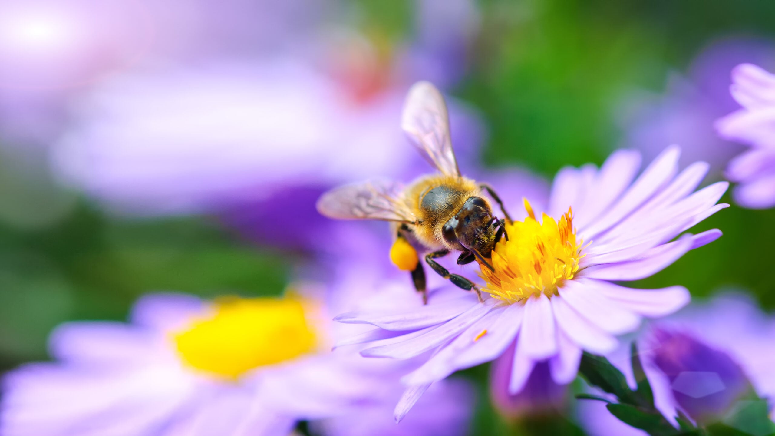 bee pollinating a flower