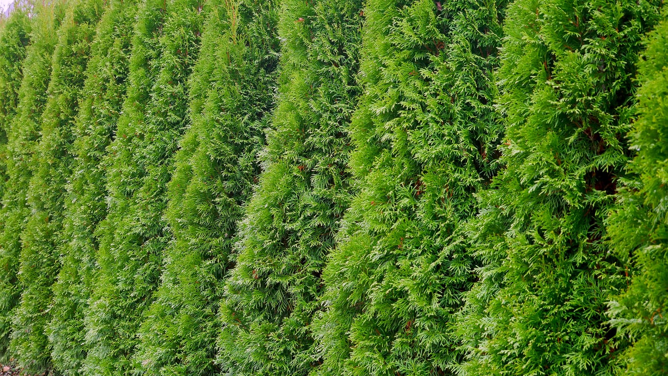 privacy landscaping Minnesota