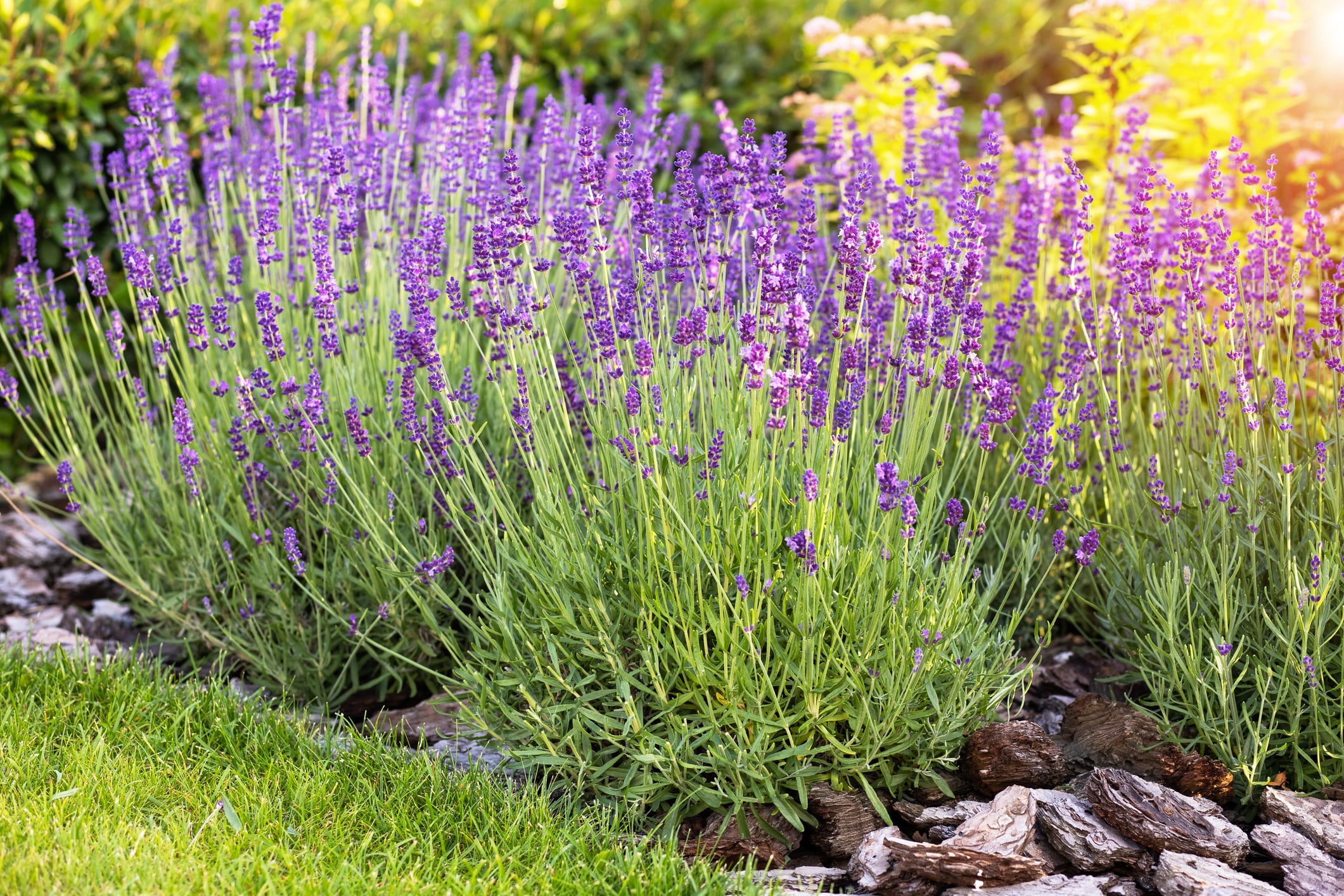 best plants to repel mosquitoes Minnesota