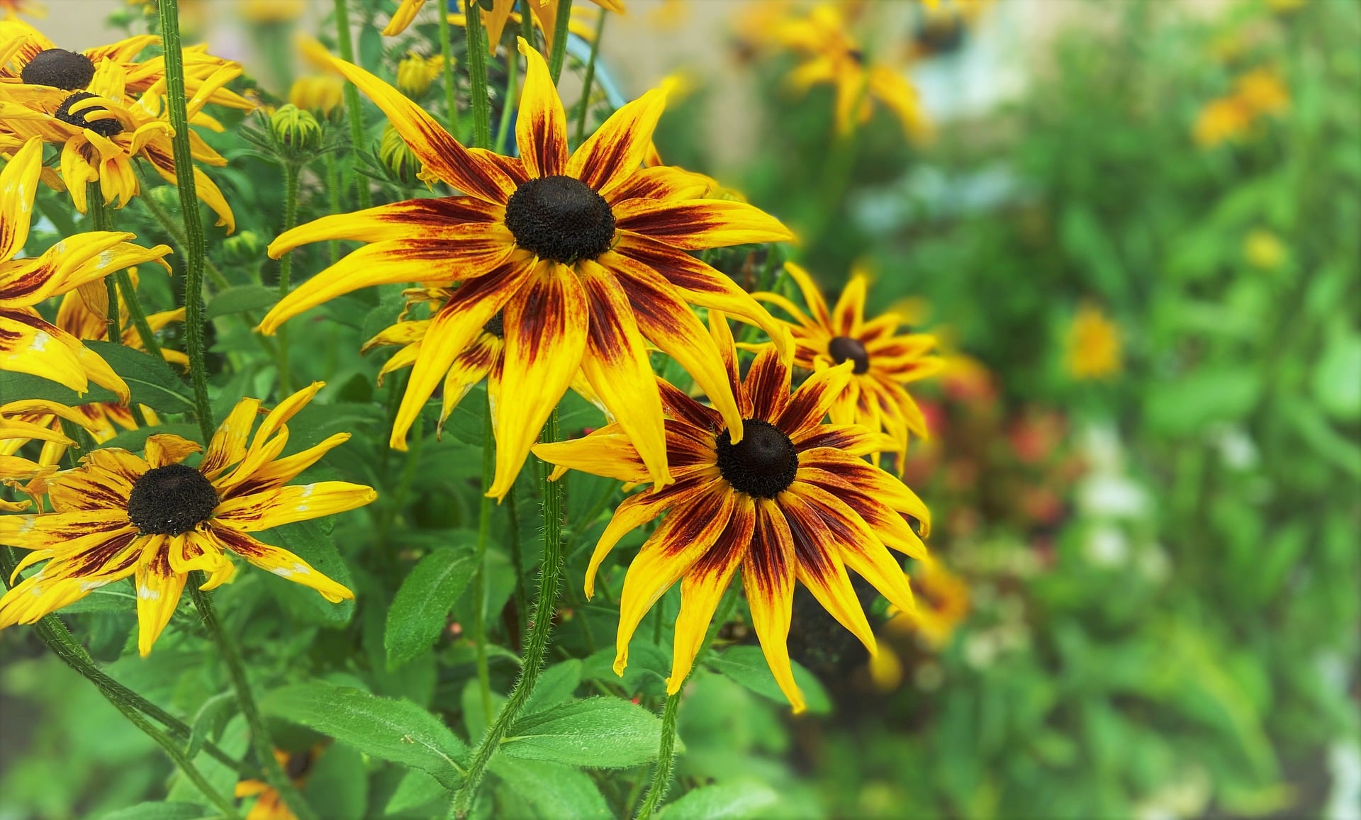 best plants low maintenance landscape minnesota