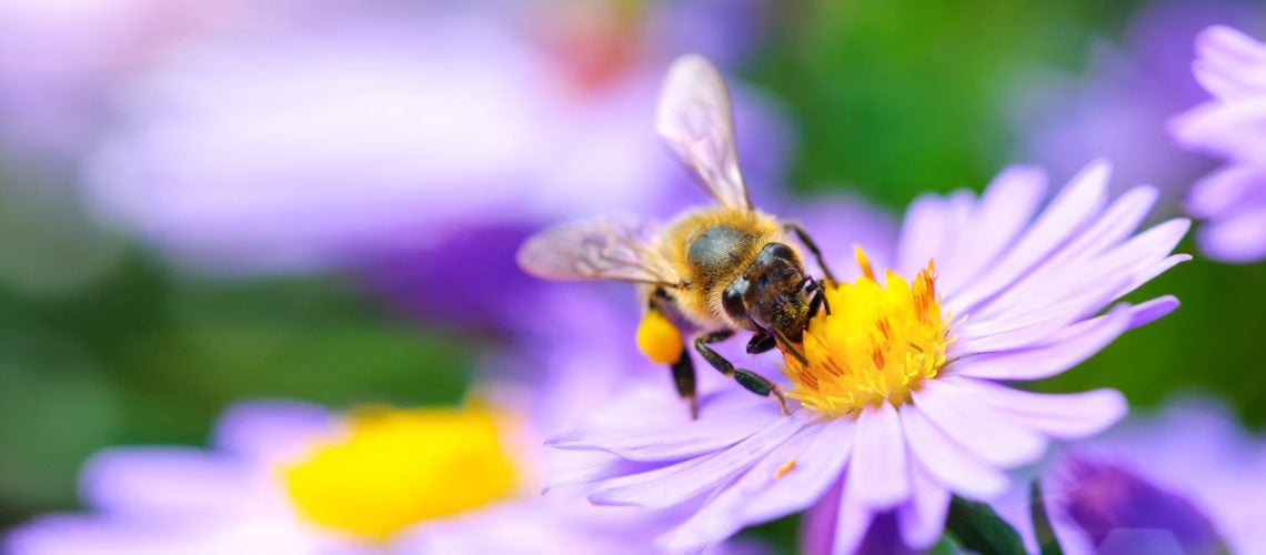 bee pollinating a flower