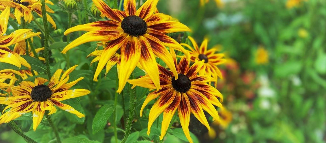 best plants low maintenance landscape minnesota