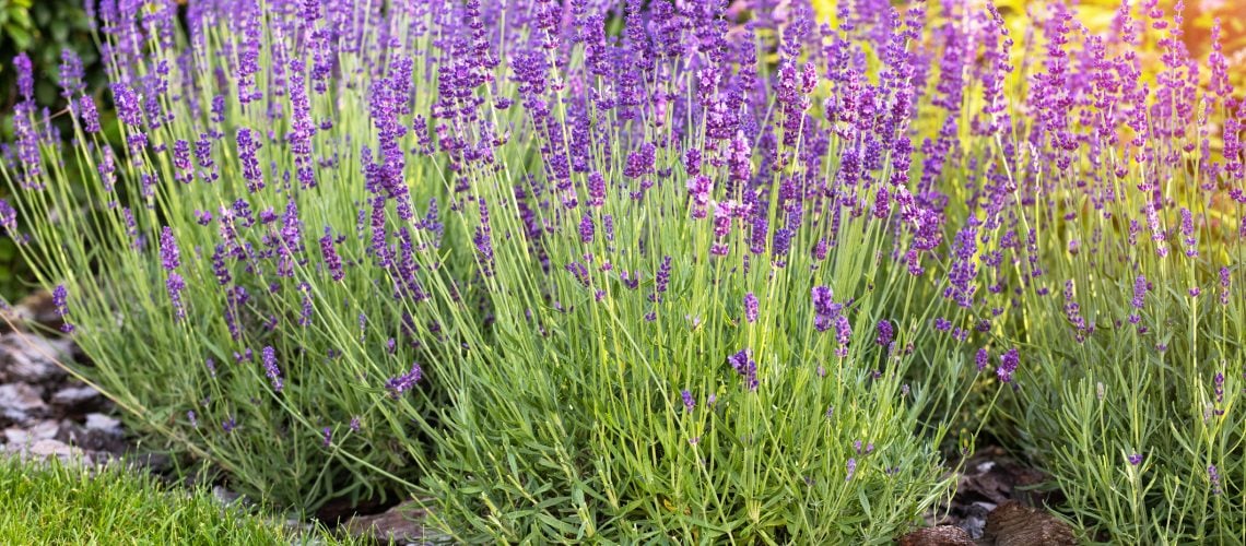 best plants to repel mosquitoes Minnesota