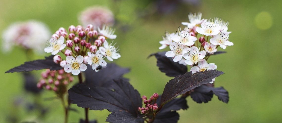 best shrubs to plant in Minnesota
