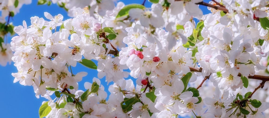 flowering tree in Minnesota
