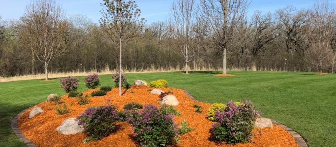 Orange mulch with trees and shrubs planted and paver edging