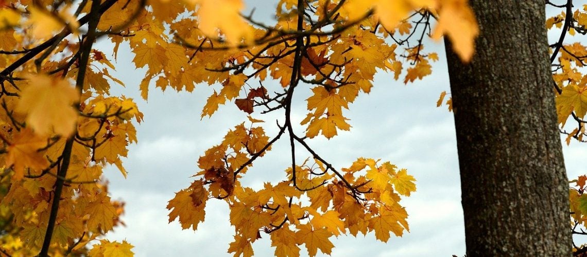 maple tree