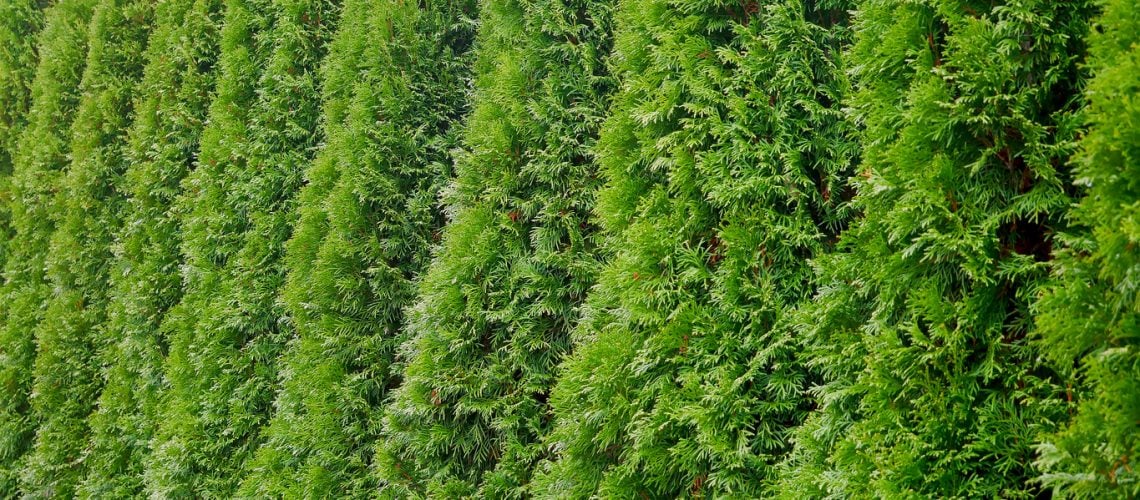 privacy landscaping Minnesota
