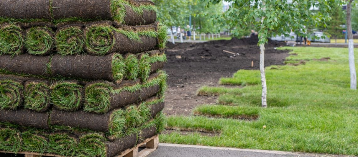 watering schedule for new sod in Minnesota